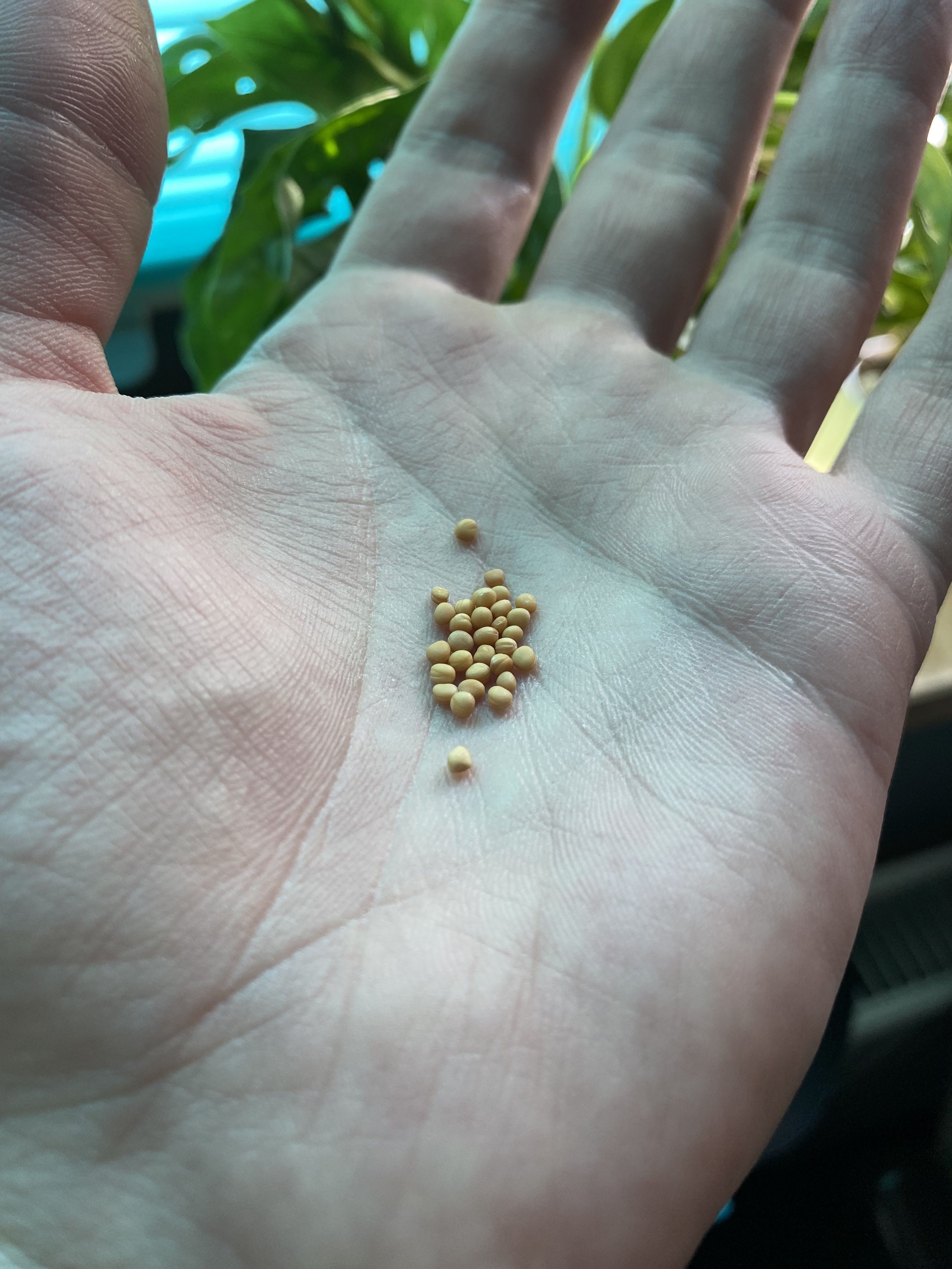 Wiara na podobieństwo gorczycy, morwy i sługi [Łk 17, 5 - 10] 