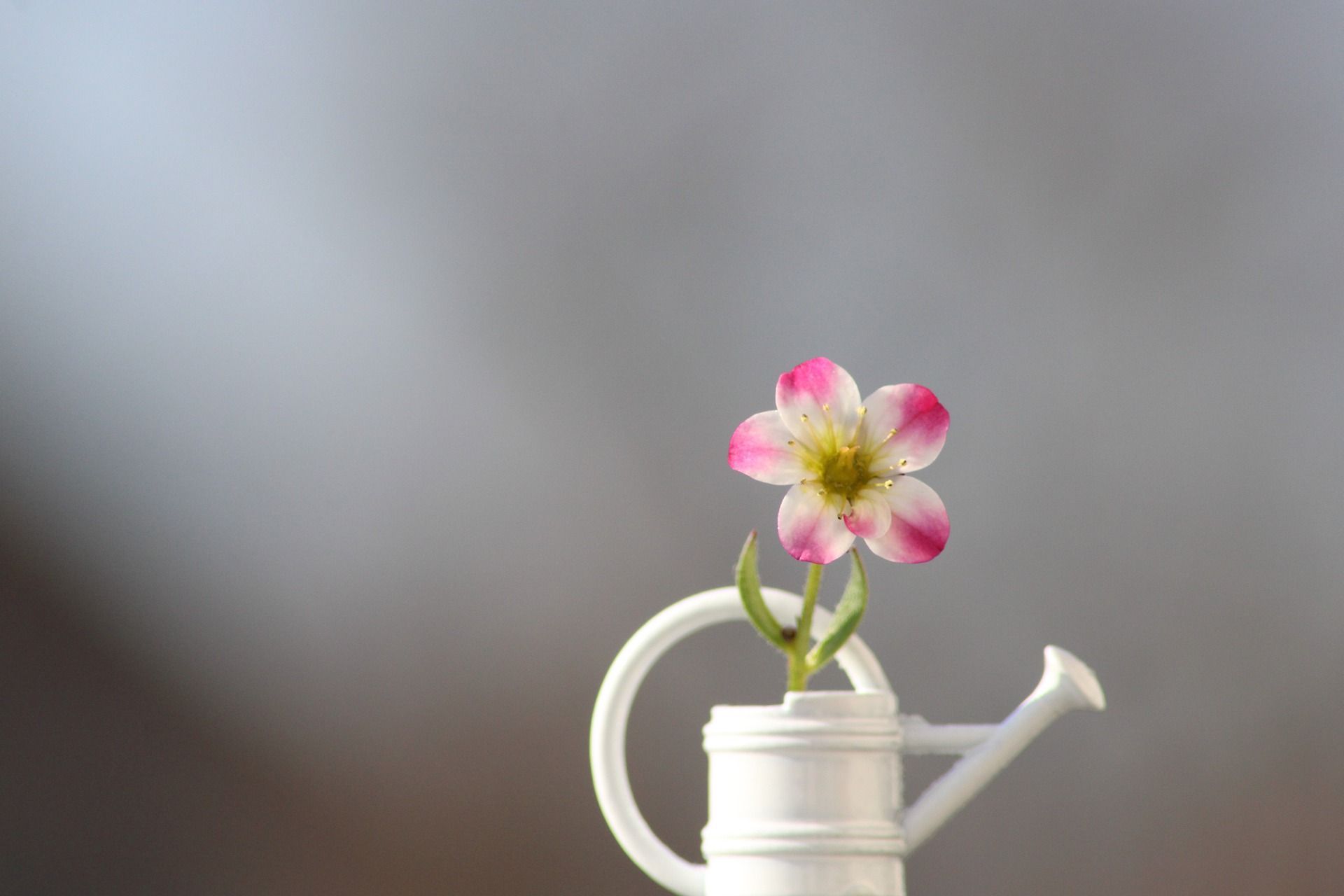 Drobiazgi [Mk 4, 26-34] 